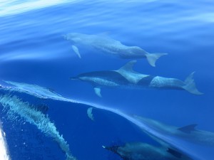 Dozen Dolphins in Belize's Ocrean